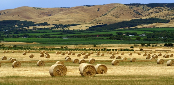 Cercetătorii amercani susțin că agricultura este unul dintre vinovații responsabili pentru încălzirea globală
