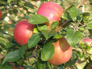 Scurt istoric al ameliorării mărului