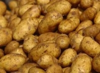 Suceava - cartofii, ameninţaţi din nou de bolile de carantină