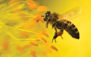Protejarea raselor locale de albine în țările Europei