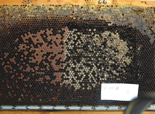Selecția artificială a albinelor pentru rezistența naturală la Varroa destructor