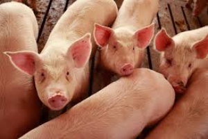 Actualizarea situaţiei privind evoluţia Pestei Porcine Africane la data de 13 septembrie 2018