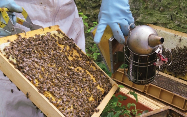 AFIR: Cele mai multe proiecte pentru apicultură au fost finanțate prin intermediul submăsurii 6.3.