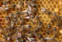 Evaluarea situaţiei familiilor de albine în funcţie de temperaturile mediului ambiant