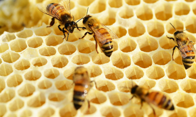 Monitorizarea hibridizării, vitală pentru protecția raselor și ecotipurilor locale de albine