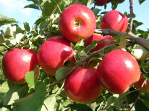 APIA: Sprijin cuplat pentru fructe destinate industrializării