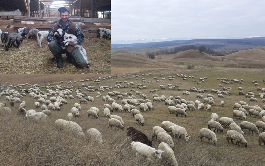 Gospodar fără pereche cu 1.000 de oi în satul Iacobeni, județul Sibiu