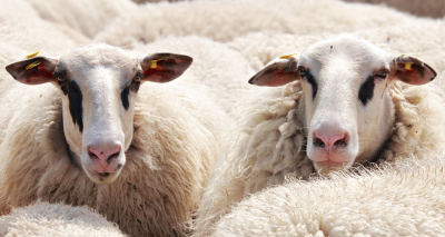 Recomandări privind asigurarea statusului de sănătate a efectivului de ovine în decursul unui an de întreținere și exploatare