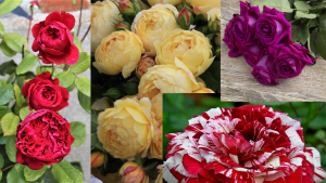 Trandafirii de colecție, florile care îți transformă grădina într-o galerie de artă