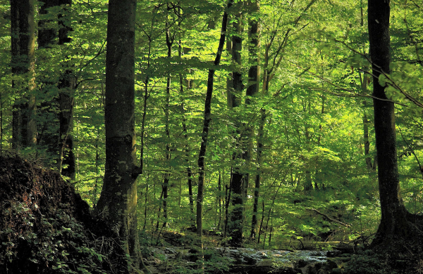 Peste două mii de hectare de păduri, incluse în Catalogul Național al Pădurilor Virgine și Cvasivirgine