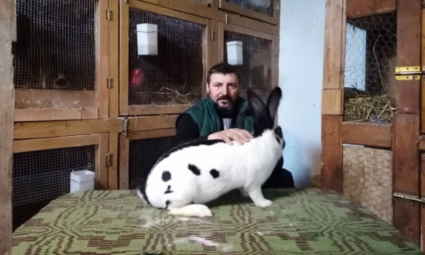 Standardele rasei de iepuri Uriașul Pestriț German