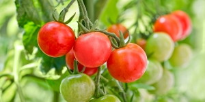 Termenul de valorificare a producției pentru beneficiarii Programului de tomate a fost prelungit