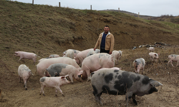 Fermă tradițională de porci, cu măsuri de biosecuritate și standarde europene