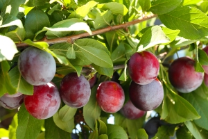 Lucrări și tratamente la prun când fructul are 1 - 1,5 cm diametru | Paradis Verde