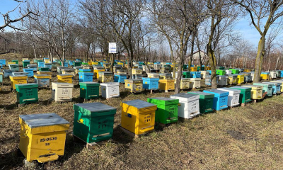 Investiție de 40.000 de euro, fonduri europene, într-un business de succes. Roiesc albinele în jurul unui tânăr apicultor din Iași