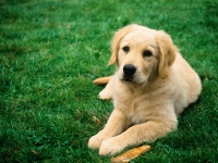 Parazitozele câinelui, un potențial pericol pentru sănătatea omului