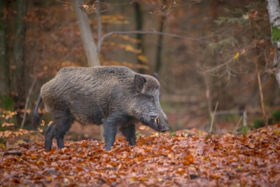 Pesta Porcină Africană diagnosticată la un porc mistreț în județul Satu - Mare