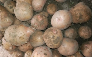 Cartofii din gospodăria familiei Ilie