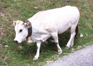 Vaca Piemontese - carne superioară și lapte suficient