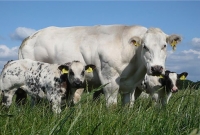 Secretul fermelor cu vaci de carne