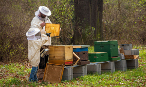 În vreme ce mierea românească este aproape bio „Analizele mierii importate de către UE se fac doar în procent de 4% și aleatoriu“