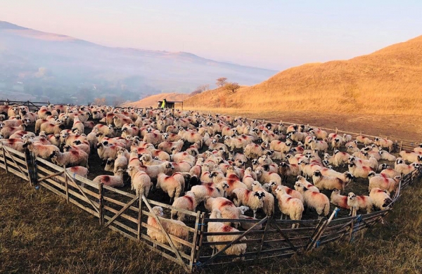 Moştenire de familie, o fermă cu 400 de oi în comuna Cergău, judeţul Alba