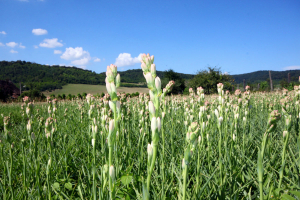 Tuberoza de Hoghilag va fi prima floare din România protejată la nivel european