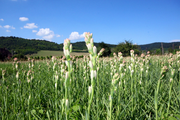 Tuberoza de Hoghilag va fi prima floare din România protejată la nivel european