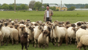 Ciobanul Tudorică: „Nu mai mulgem oile pentru că nu mai este forță de muncă“