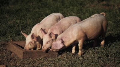 A fost confirmat primul focar de pestă porcină africană în România la porcii din gospodării în județul Satu-Mare