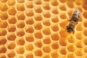 Cum (nu) e protejată rasa autohtonă de albine în România