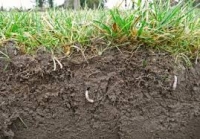 Porozitatea solului, factor important al fertilităţii