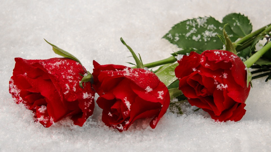 Sfaturi pentru îngrijirea trandafirilor în sezonul rece