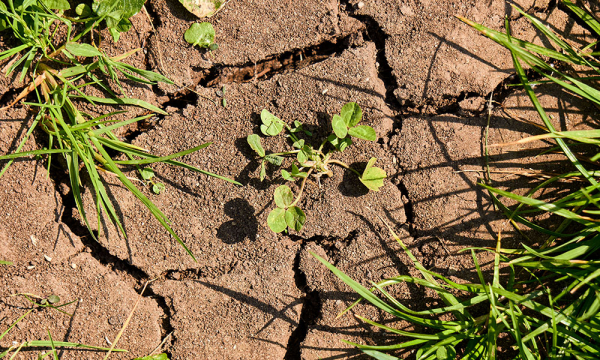 Agricultura în condițiile frecventelor schimbări climatice