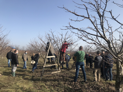 SCDP Iași. Cursuri gratuite de tăieri la pomi