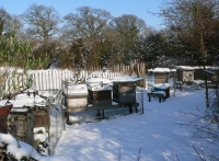 Hrănirea albinelor la sfârşitul iernii
