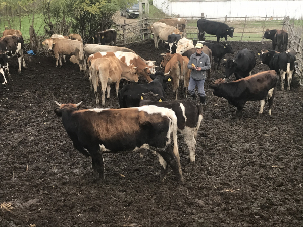 Ferma de 40 de vaci oferă un trai decent familiei Bogos
