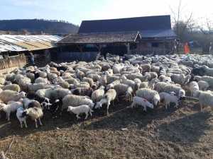 Sarda, rasa italiană de oi de lapte pe care a mizat un crescător din Târnăveni