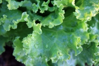 Salata verde din supermarket nu este chiar atât de sănătoasă (epidemiolog)