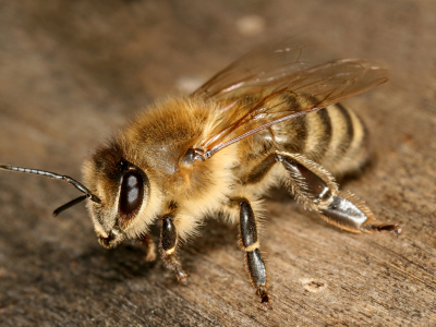 Monitorizarea hibridizării raselor și ecotipurilor locale de albine (III)