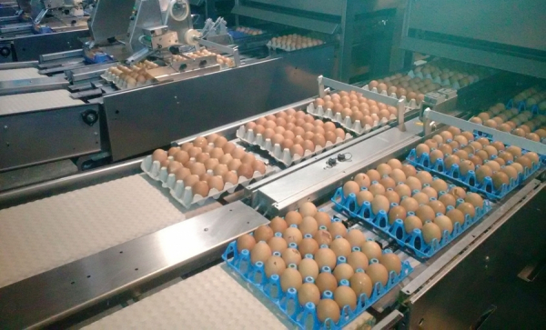 Un lot de 265.000 de ouă contaminate cu Salmonella oprite de la comercializare de inspectorii ANSVSA