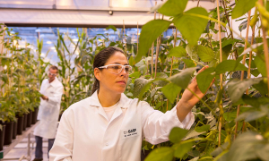 BASF propune soluții integrate inovatoare pentru a susține evoluția agriculturii