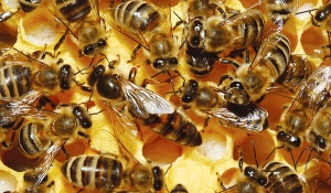 Cum putem proteja albina noastră românească (V)