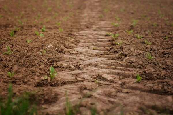Conservarea apei în sol: 8 soluții recomandate de experții NHR Agropartners