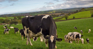 Efectivele de animale și producția de carne la nivelul UE