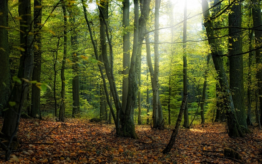 Romsilva a reușit menținerea a peste 9.000 de hectare de pădure din județul Mureș în proprietatea statului