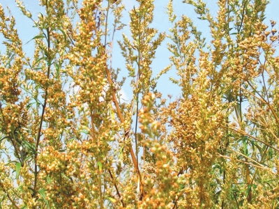Ambrozia (Ambrosia artemisiifolia), o buruiană sub incidenţa legii
