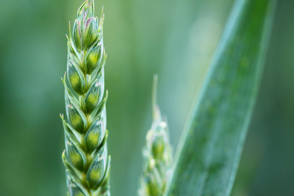 Pallas™ și Floramix™ - cele mai performante și utilizate erbicide pentru controlul buruienilor graminee problemă din cultura de grâu