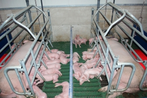 Embryo enclose Orthodox cresterea porcilor - Lumea Satului