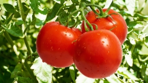 Peste 50.000 tone de roșii proaspete au fost livrate pe piață de către beneficiarii programului de tomate românești în 2017